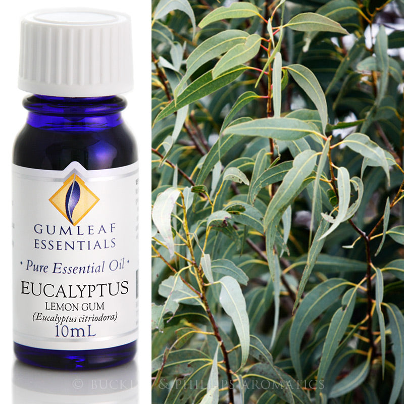 Eucalyptus Lemon Gum Essential Oil