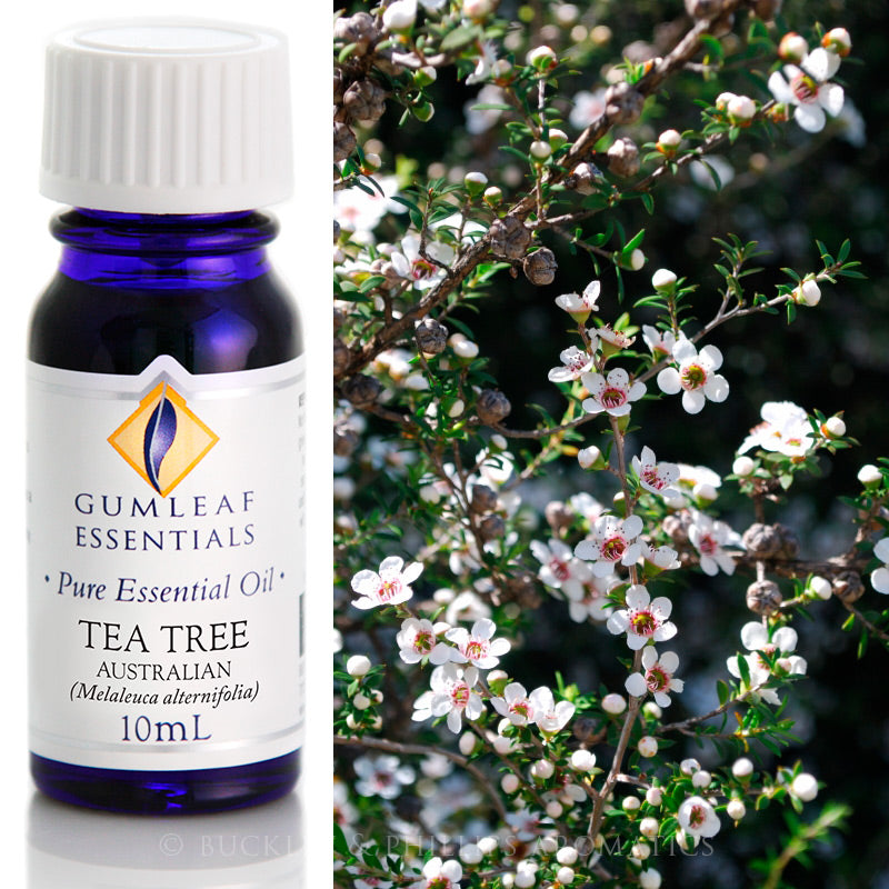Tea Tree Australian Essential Oil