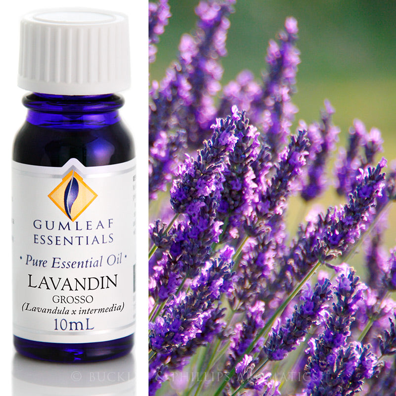 Lavender Spike Essential Oil